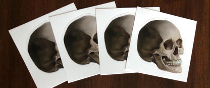 Memento Mori Skull | 3" Illustrated Matte Vinyl Sticker